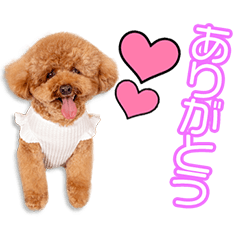[LINEスタンプ] 今吉家のメロ＆スミ＆リム＆ヨンちゃん