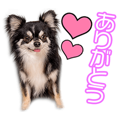 [LINEスタンプ] 森山家のあもーるちゃん