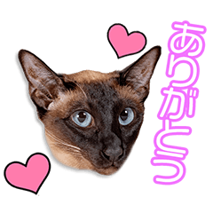 [LINEスタンプ] 藤波家のビルスちゃん