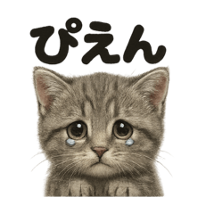 [LINEスタンプ] リアルなマンチカンの感情表現日記ライン