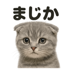 [LINEスタンプ] リアルなスコティッシュホールド日常感情
