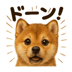 [LINEスタンプ] リアルな芝犬の日常感情日記ラインスタンプ