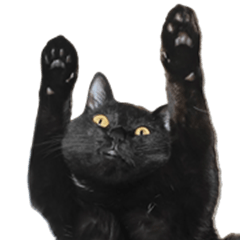 [LINEスタンプ] 日常で使える！ 黒猫あちちゃん猫スタンプ