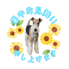 [LINEスタンプ] ワイヤーフォックステリアの夏思い出love①