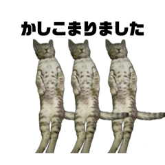 [LINEスタンプ] ルルの独り言2