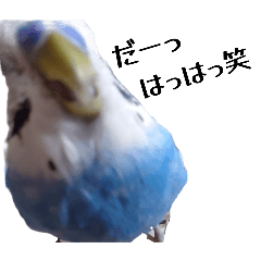 [LINEスタンプ] セキセイインコ ちんちゃんの日常