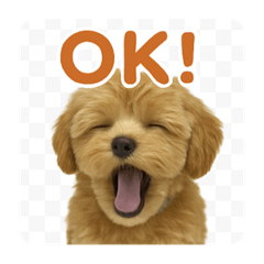[LINEスタンプ] まろの毎日スタンプ（まるぷー♀）