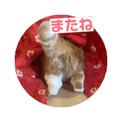 [LINEスタンプ] ぽんた師匠の日常で使えるスタンプ第3弾