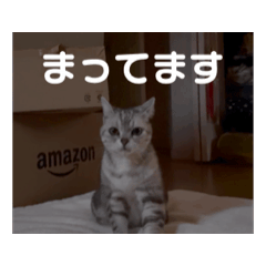 [LINEスタンプ] 二世キャット