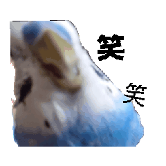 [LINEスタンプ] 動く！セキセイインコちんちゃん