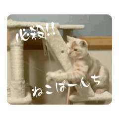 [LINEスタンプ] ゆずスタンプだにゃん2