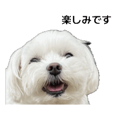 [LINEスタンプ] 動くマルチーズ写真・お返事スタンプ