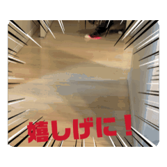 [LINEスタンプ] わが家のにゃんこ 2