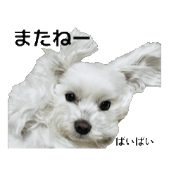 [LINEスタンプ] 動くマルチーズ写真・デカ文字日常スタンプ