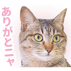 [LINEスタンプ] AIじゃないリアルな猫 日常生活