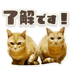 [LINEスタンプ] にゃんにゃんずのアニメスタンプ