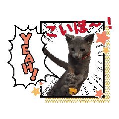 [LINEスタンプ] ロシブル♀️こいちゃんスタンプ❣️