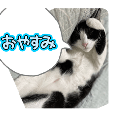 [LINEスタンプ] ニャンコだにゃ〜