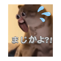 [LINEスタンプ] マロンの日常 2024,11,10