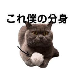 [LINEスタンプ] 僕、ぽんすけの画像（メイン）