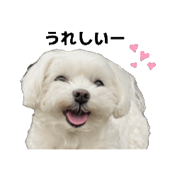 [LINEスタンプ] 動くマルチーズ写真・普段使いスタンプ