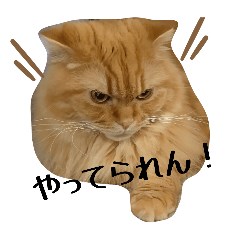 [LINEスタンプ] マシューとシャノンの画像（メイン）