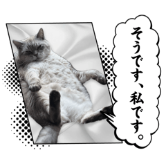 [LINEスタンプ] ジロにゃんこ