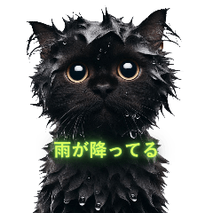 [LINEスタンプ] くろ猫感情