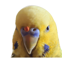 [LINEスタンプ] セキセイインコ とりちゃん セリフ無し