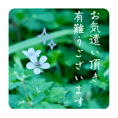 [LINEスタンプ] 『ありがとう』を伝える《感謝の言葉》