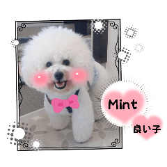[LINEスタンプ] Mint♂ビションフリーゼ