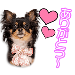[LINEスタンプ] 黒木家のモカちゃん