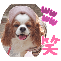 [LINEスタンプ] キャバリア クル ⑥ 夏