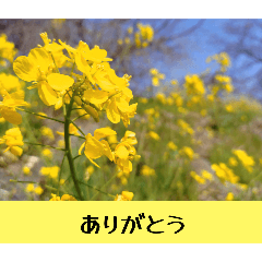 [LINEスタンプ] お花の言葉スタンプ
