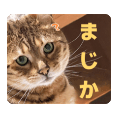 [LINEスタンプ] おもしろおちょらスタンプ  No.1