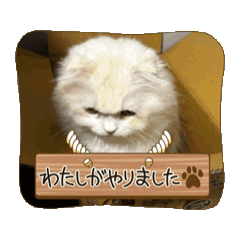 [LINEスタンプ] いやしのニャンコⅥ
