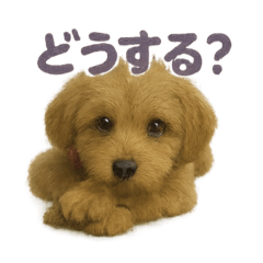 [LINEスタンプ] まろの毎日スタンプ（まるぷー♀）成長期