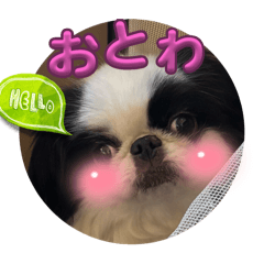 [LINEスタンプ] おとわさま狆の音羽❤️