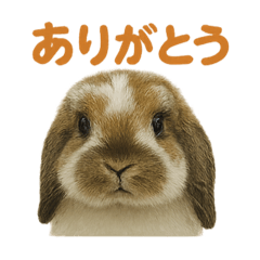 [LINEスタンプ] ツンデレうさぎ・ももの毎日スタンプ！