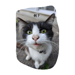 [LINEスタンプ] ねこ犬サンバ！
