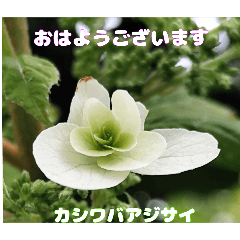 [LINEスタンプ] 梅雨どきの山野草を添えて 日常のご挨拶