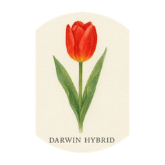 [LINEスタンプ] チューリップ種類シリーズ:Types of Tulips