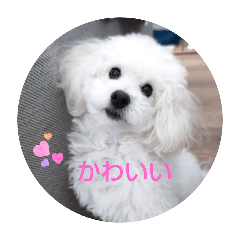 [LINEスタンプ] Latte ♡ ラテ