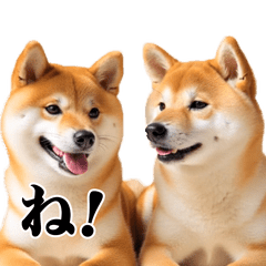 [LINEスタンプ] 動く！リアルな柴犬