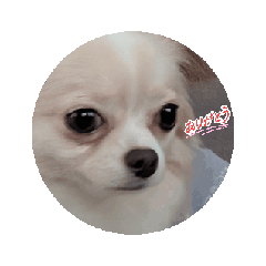 [LINEスタンプ] チワワ そら