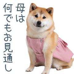[LINEスタンプ] 実写の母しば犬【連絡・家族】