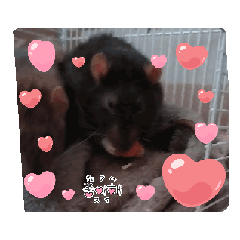 [LINEスタンプ] 動くスタンプみゃぁ猫ファミリー①