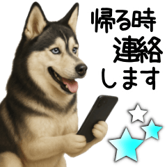 [LINEスタンプ] シベリアンハスキー★家族連絡・恋人友人