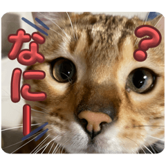 [LINEスタンプ] おちょらスタンプ No.1