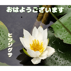 [LINEスタンプ] 初夏 6月の山野草で ご挨拶